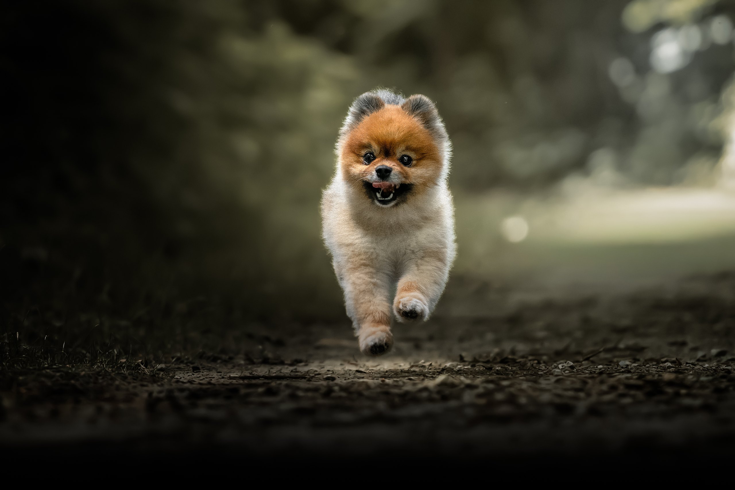 Pomeranian running