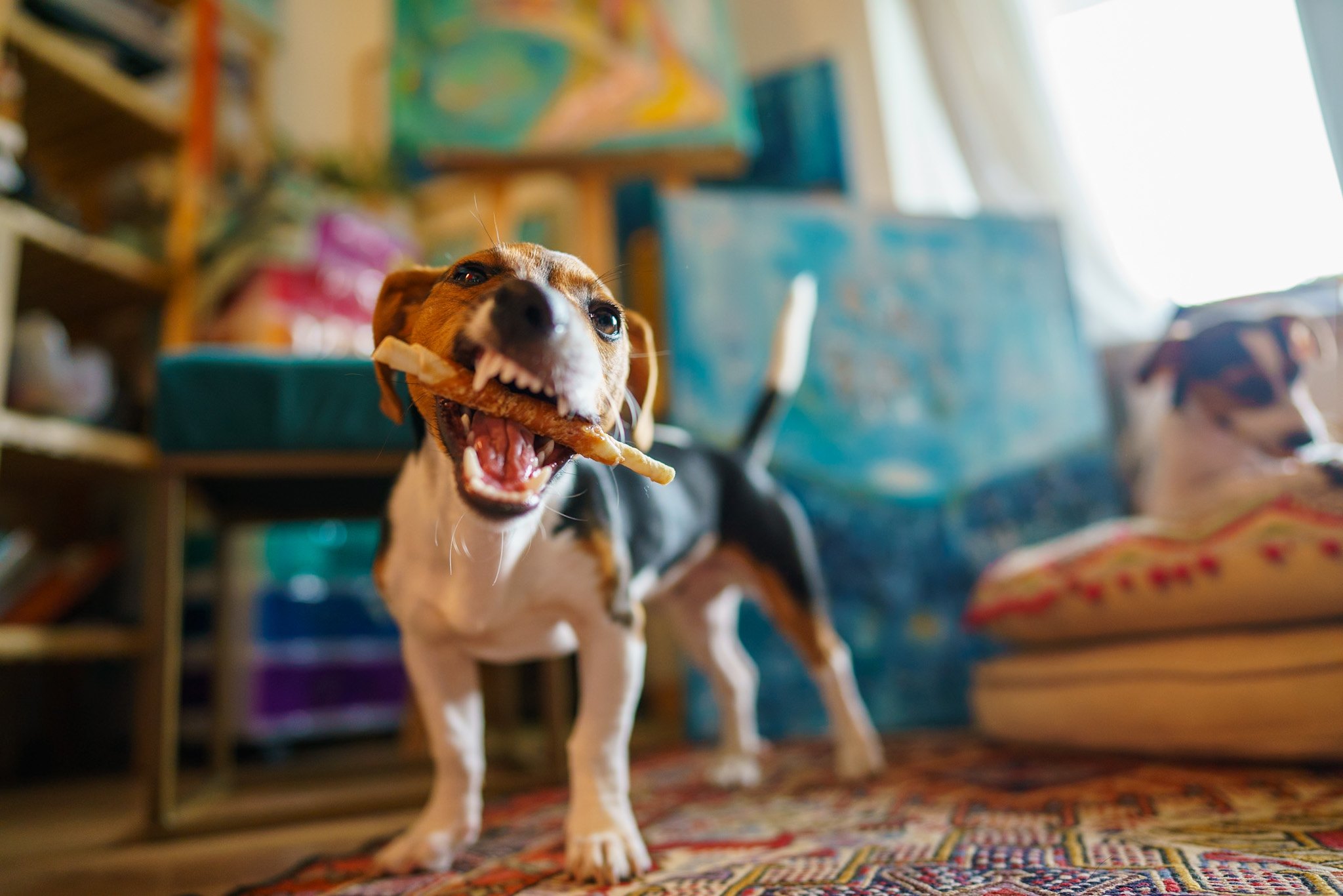 Dog in colorful room
