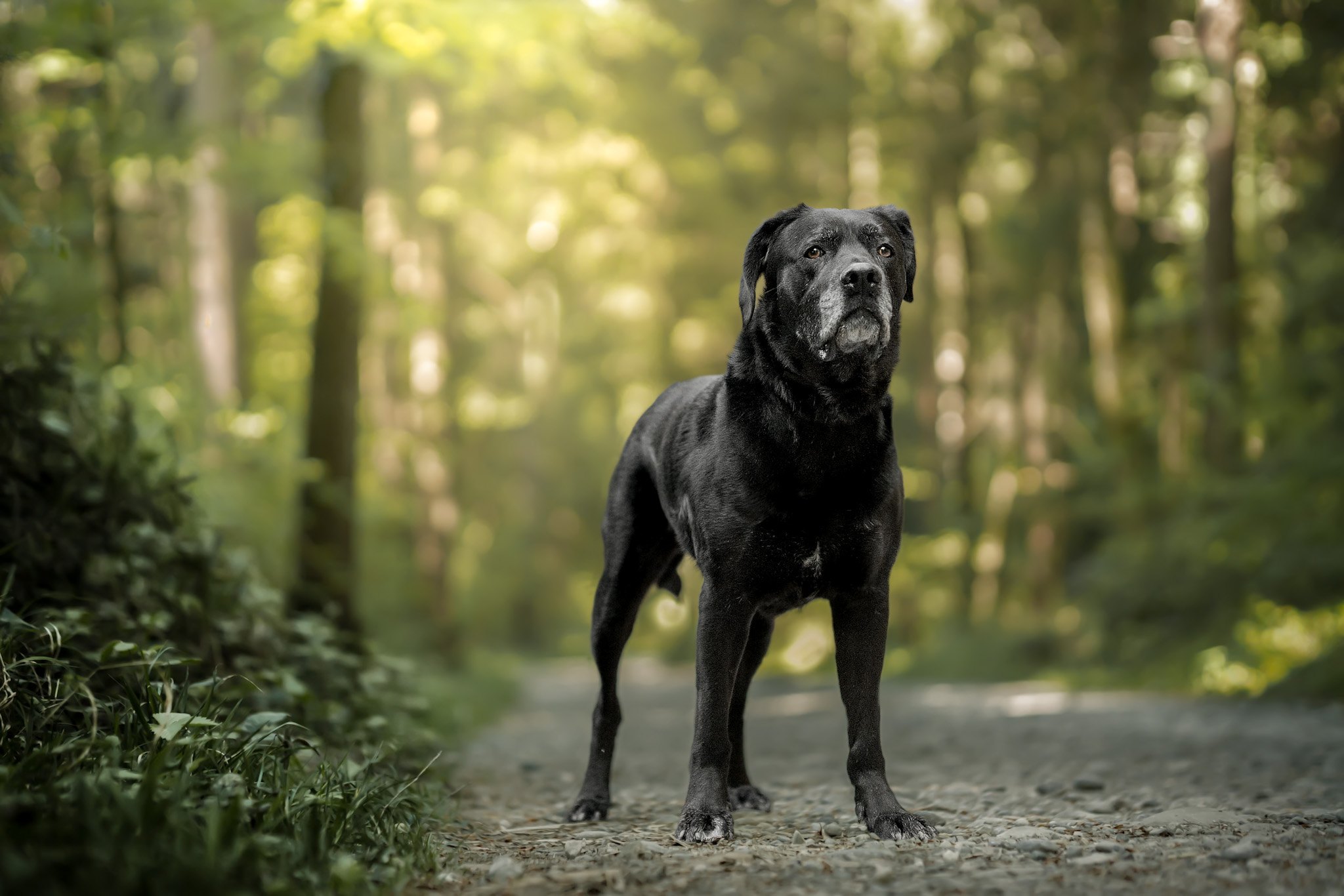 Black dog in forest