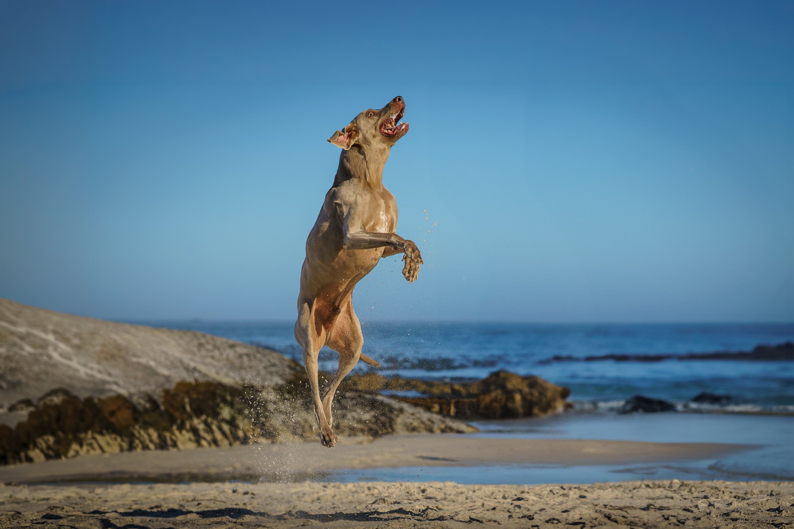 Dog jumping on beach