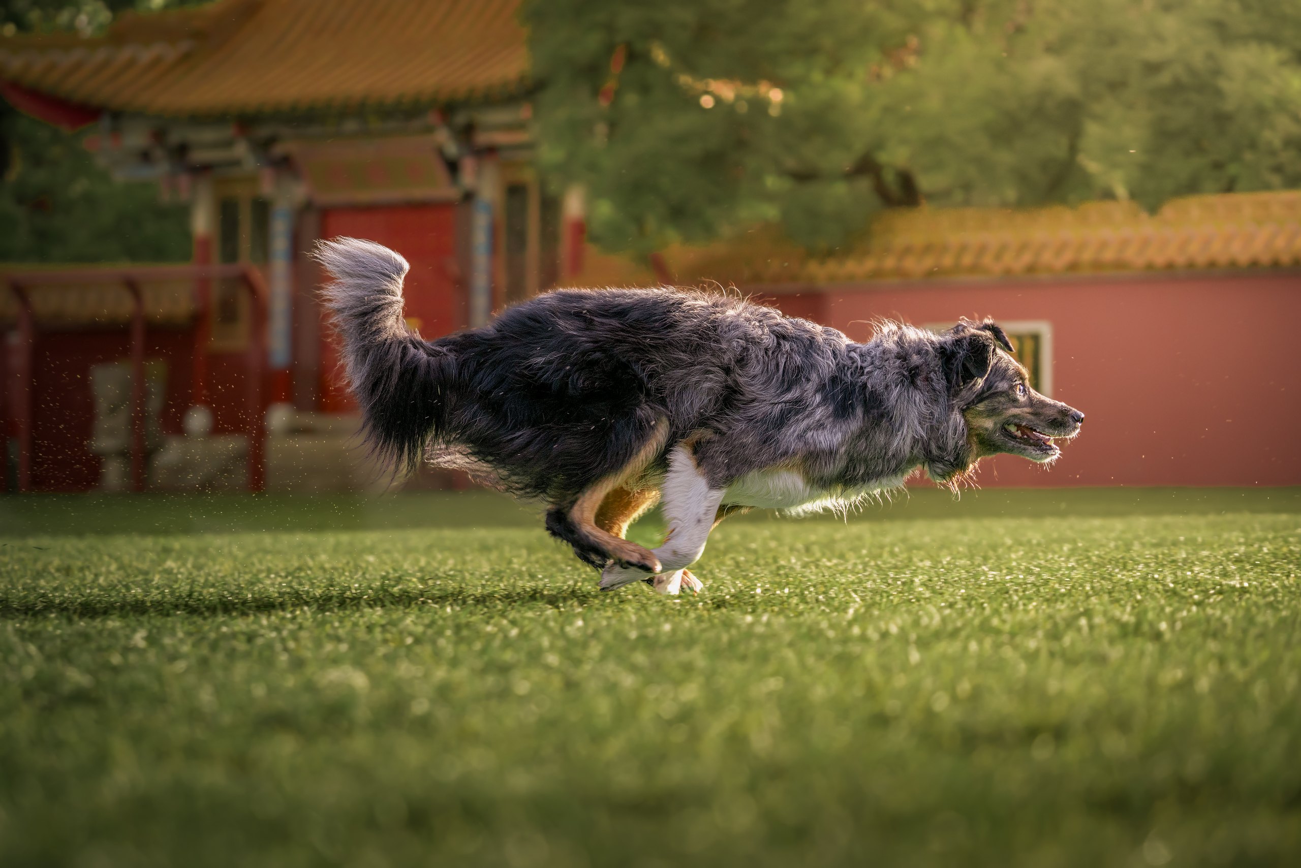 Dog running in grass