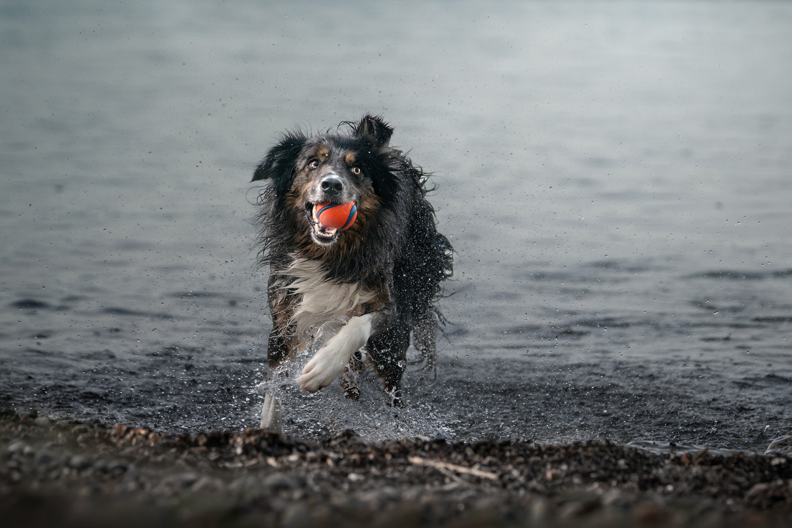 Dog running in water