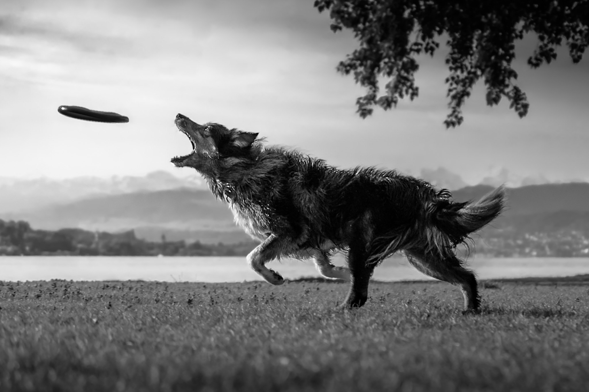 Dog catching frisbee