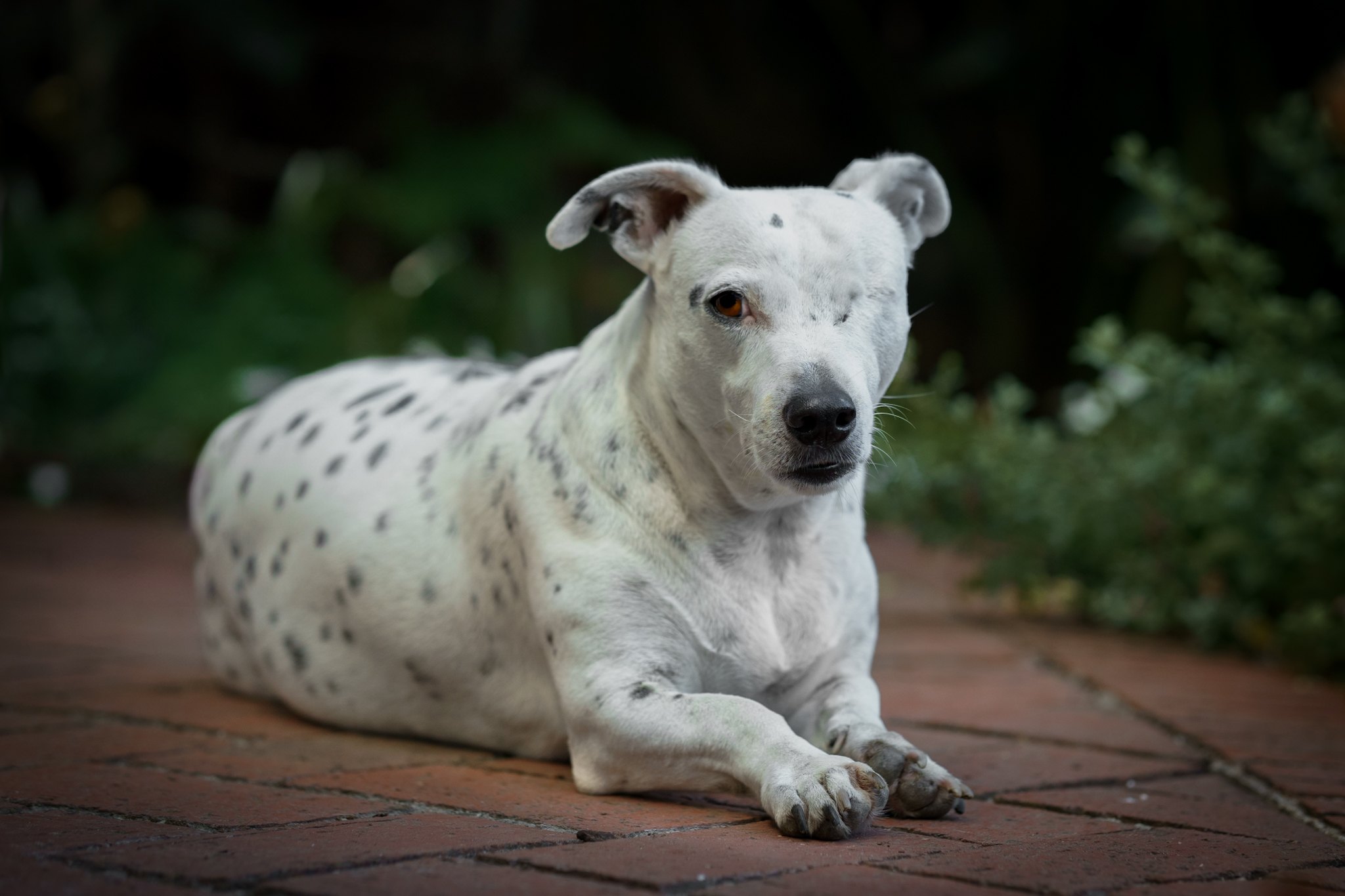 White dog portrait