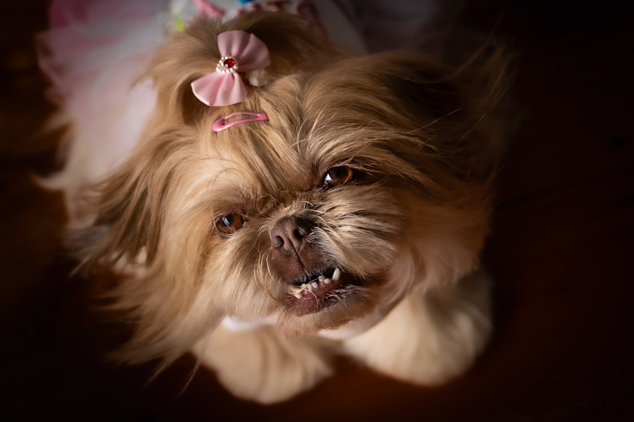 Small dog close portrait