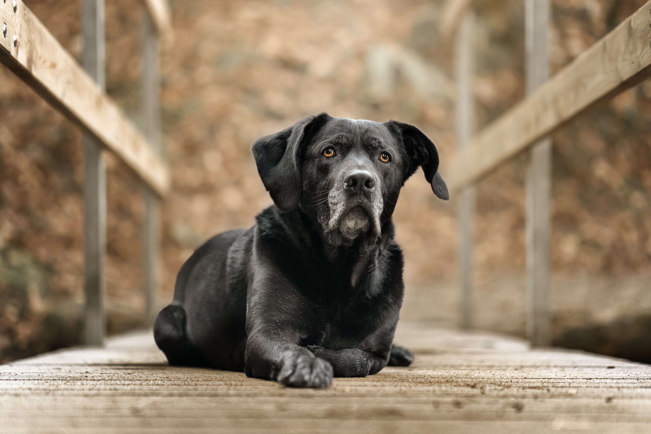 Dog lying on wooden deck