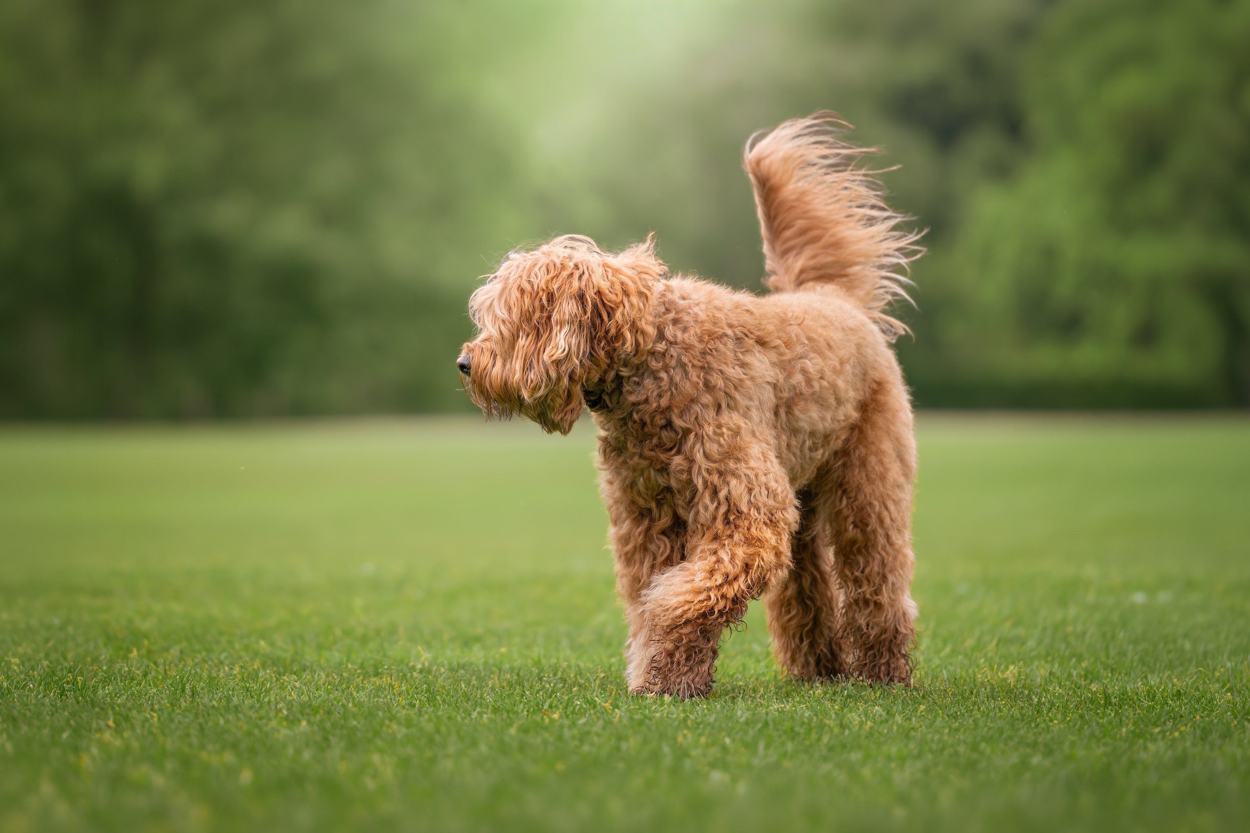 Poodle in field