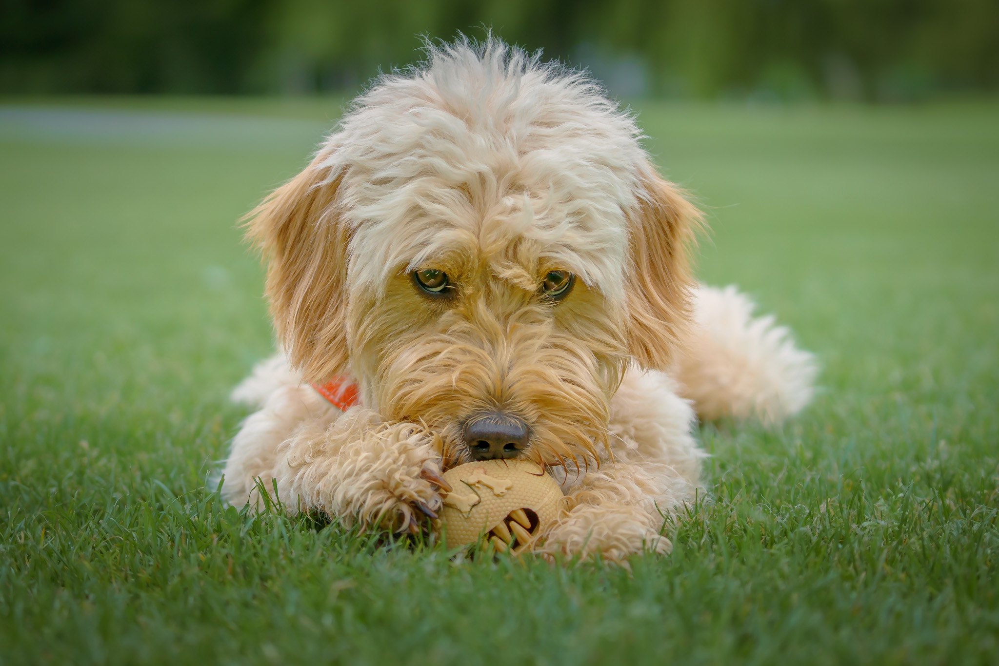 Dog lying in grass