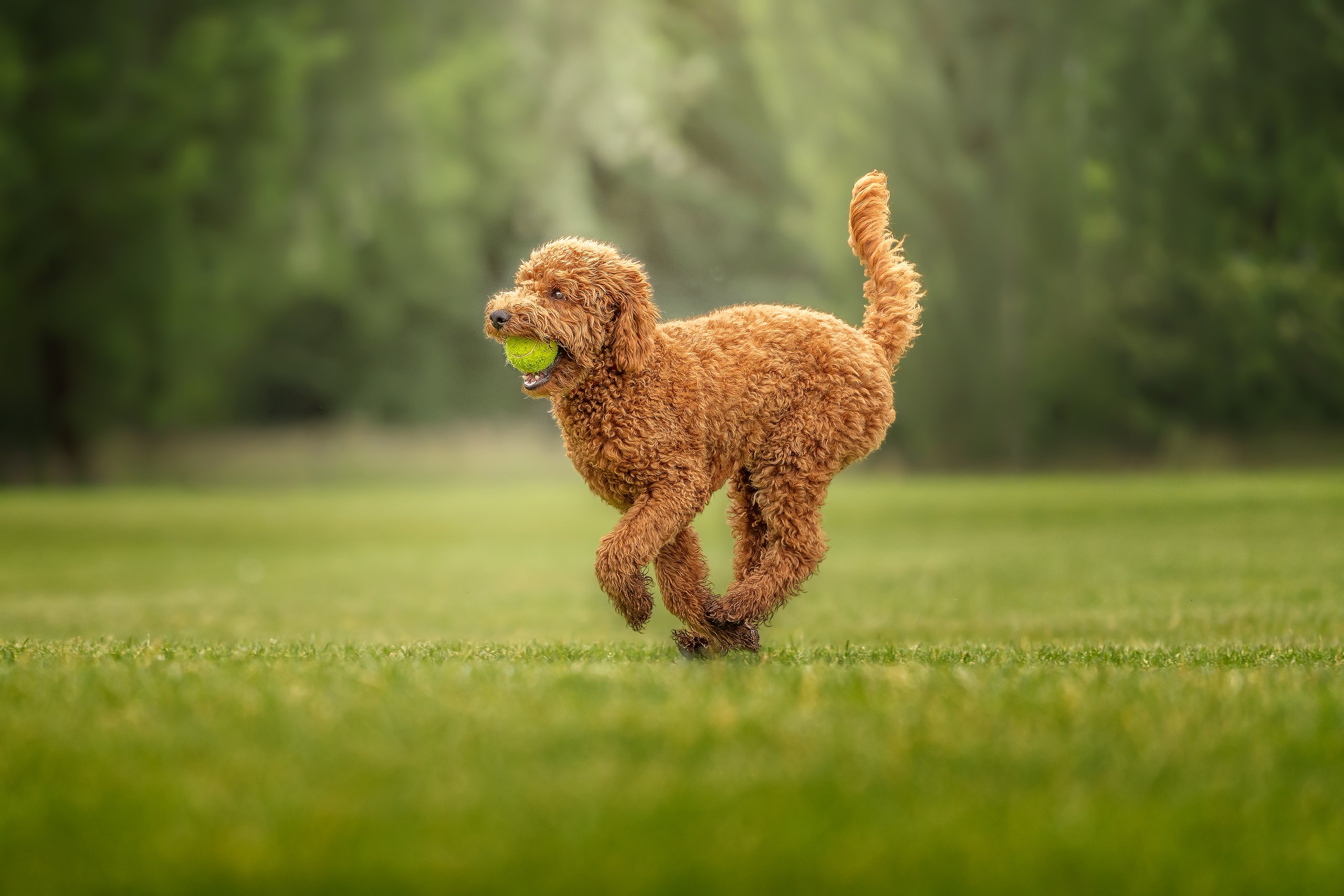 Poodle running