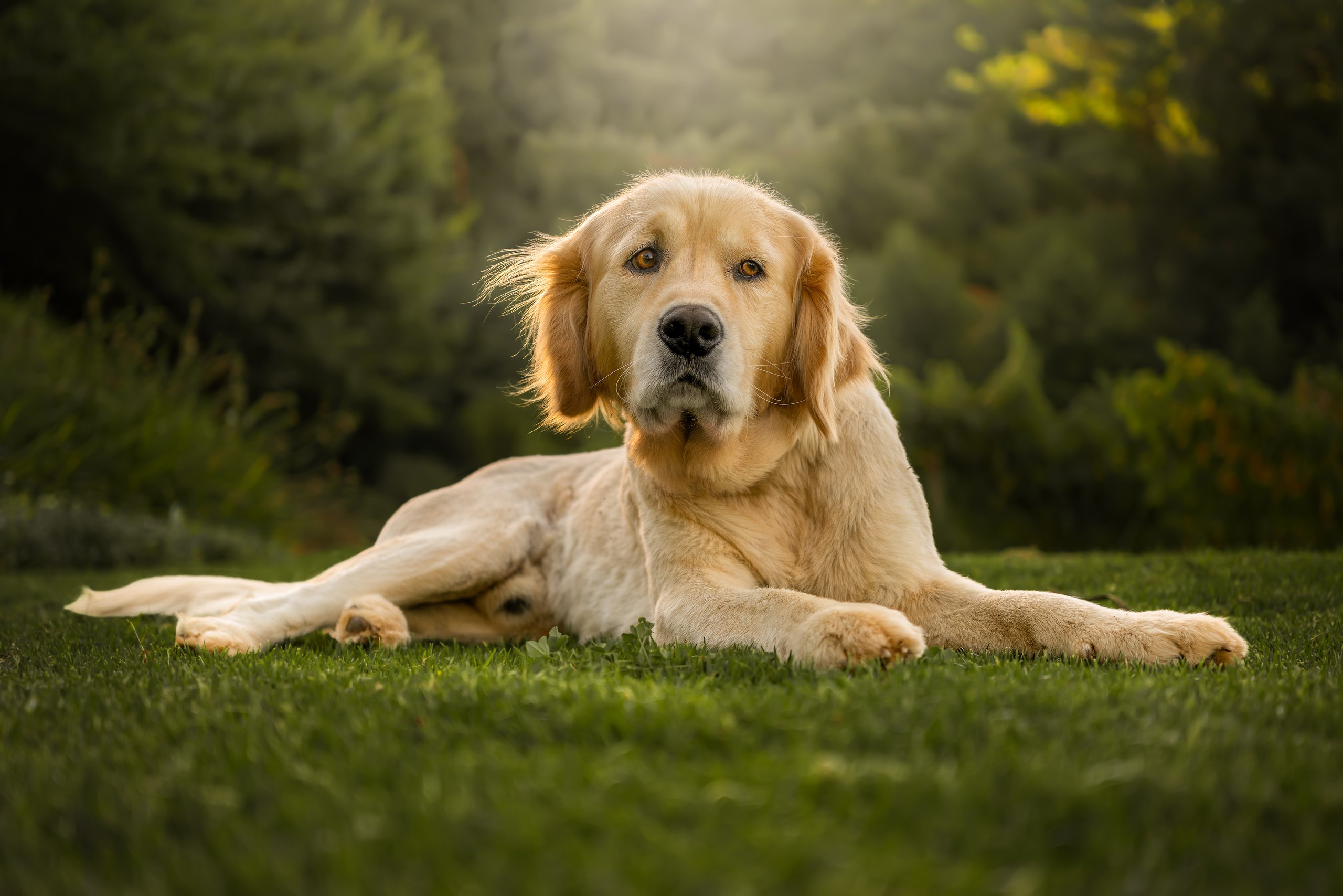 Golden retriever