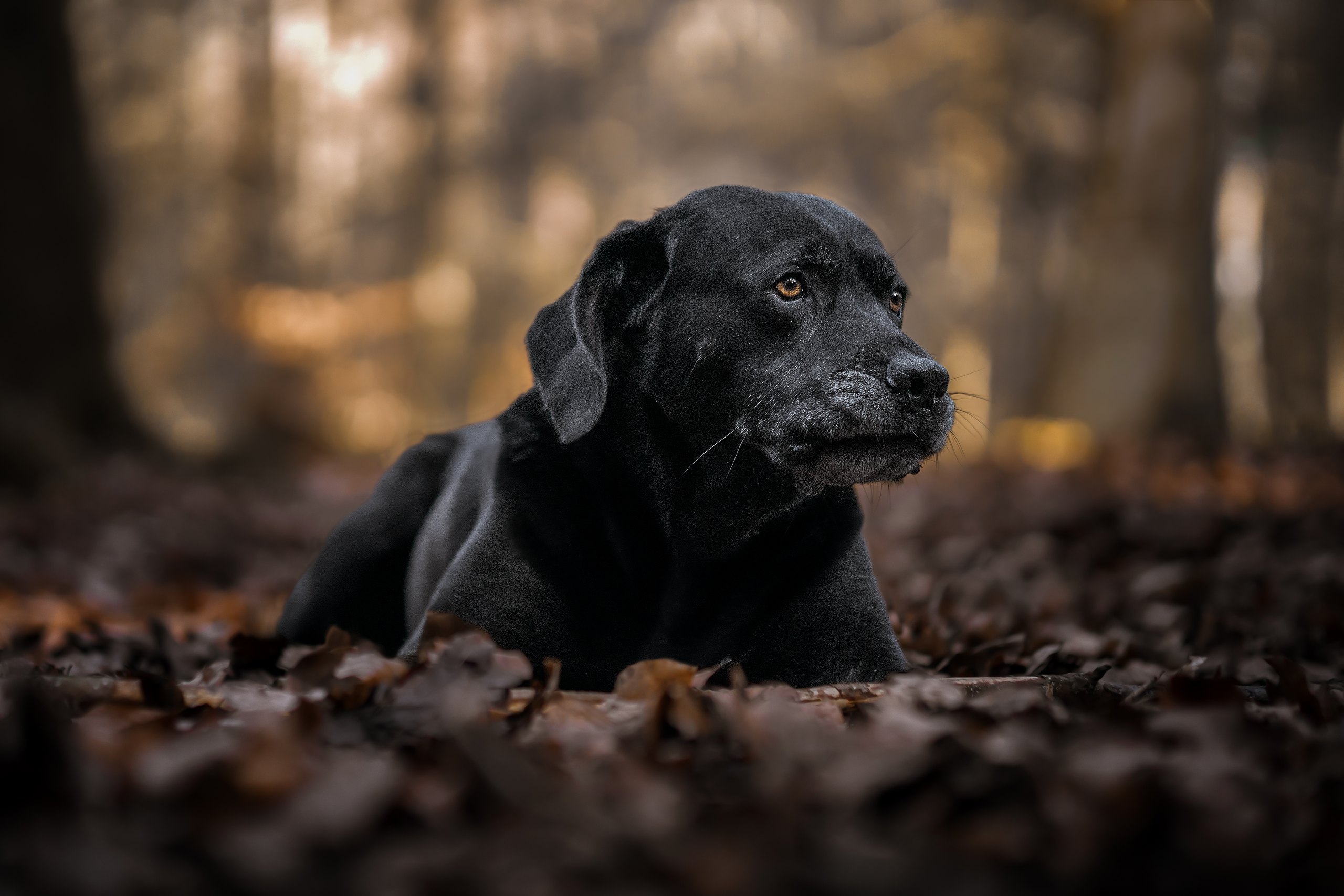 Pawtrait Studio hero photograph