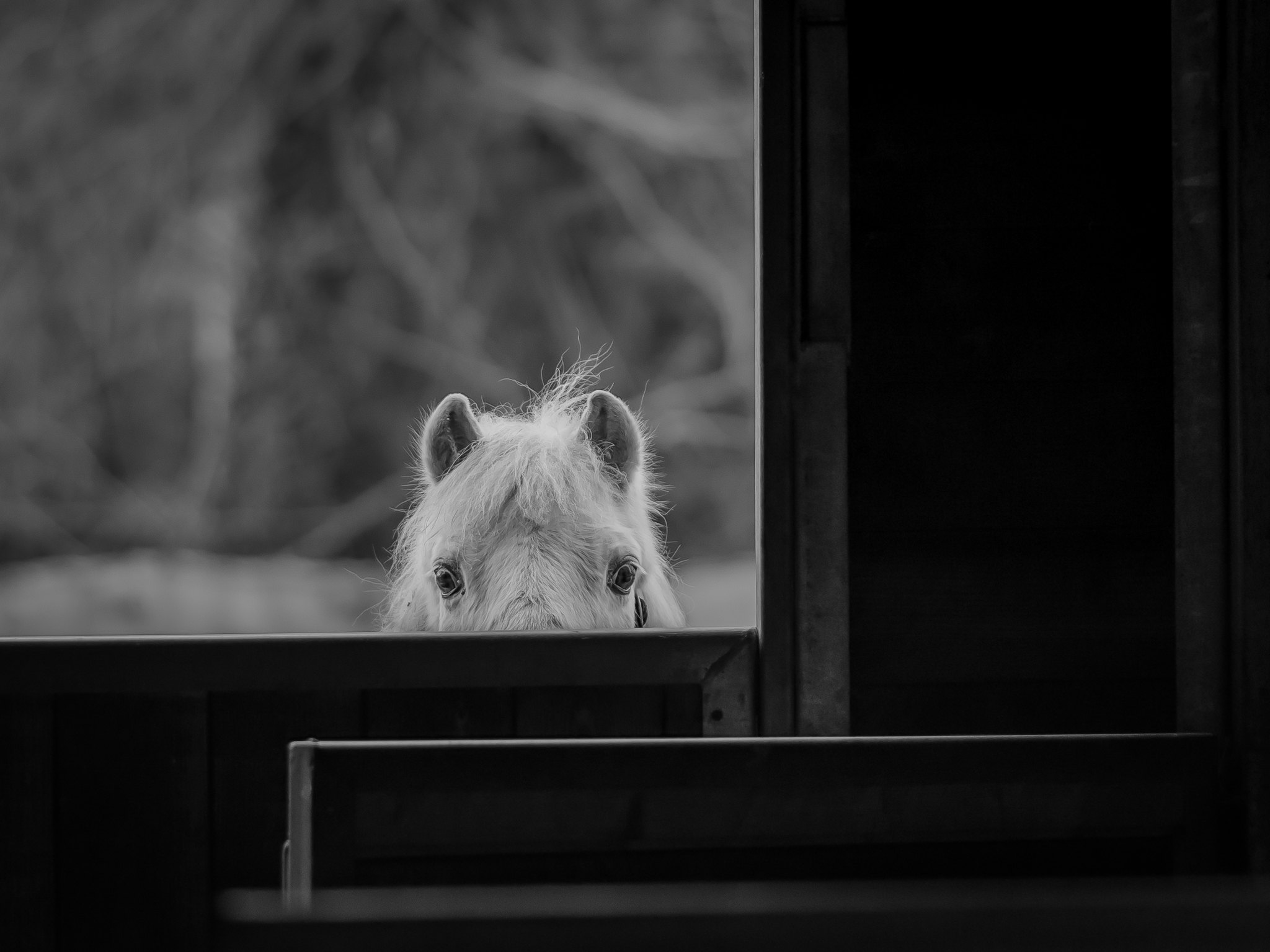 Horse peeking through window