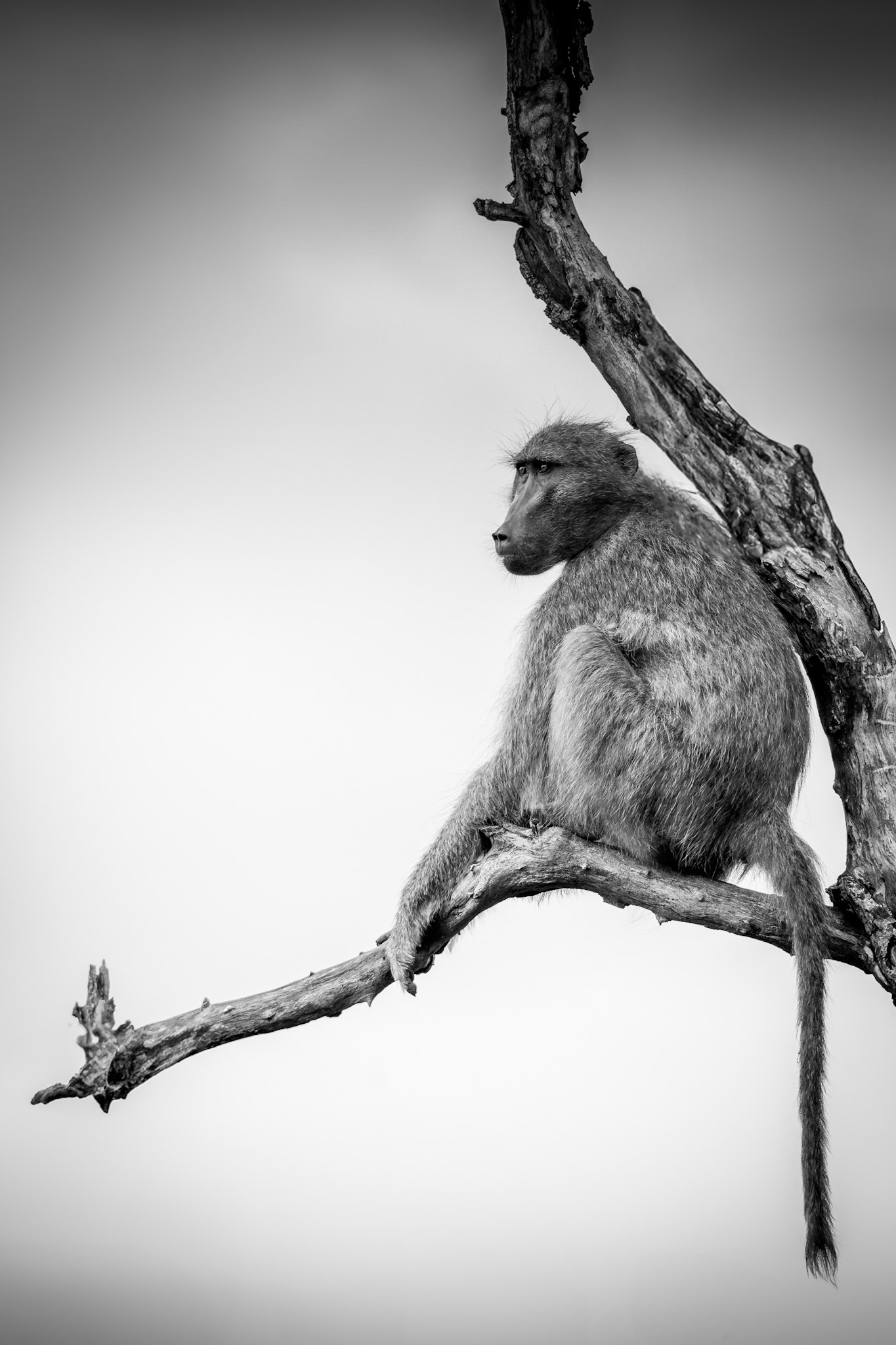 Baboon on branch