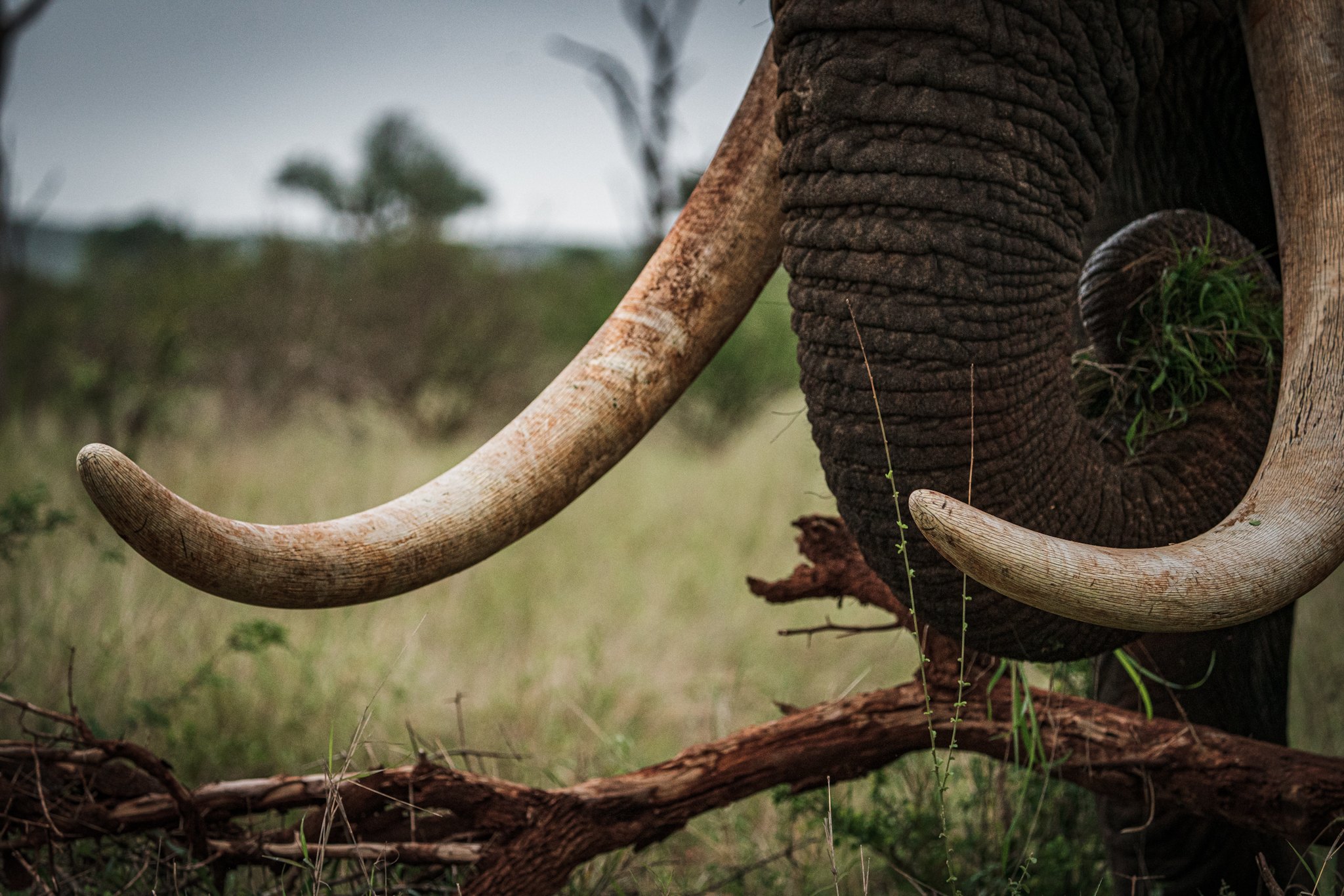 Elephant tusk