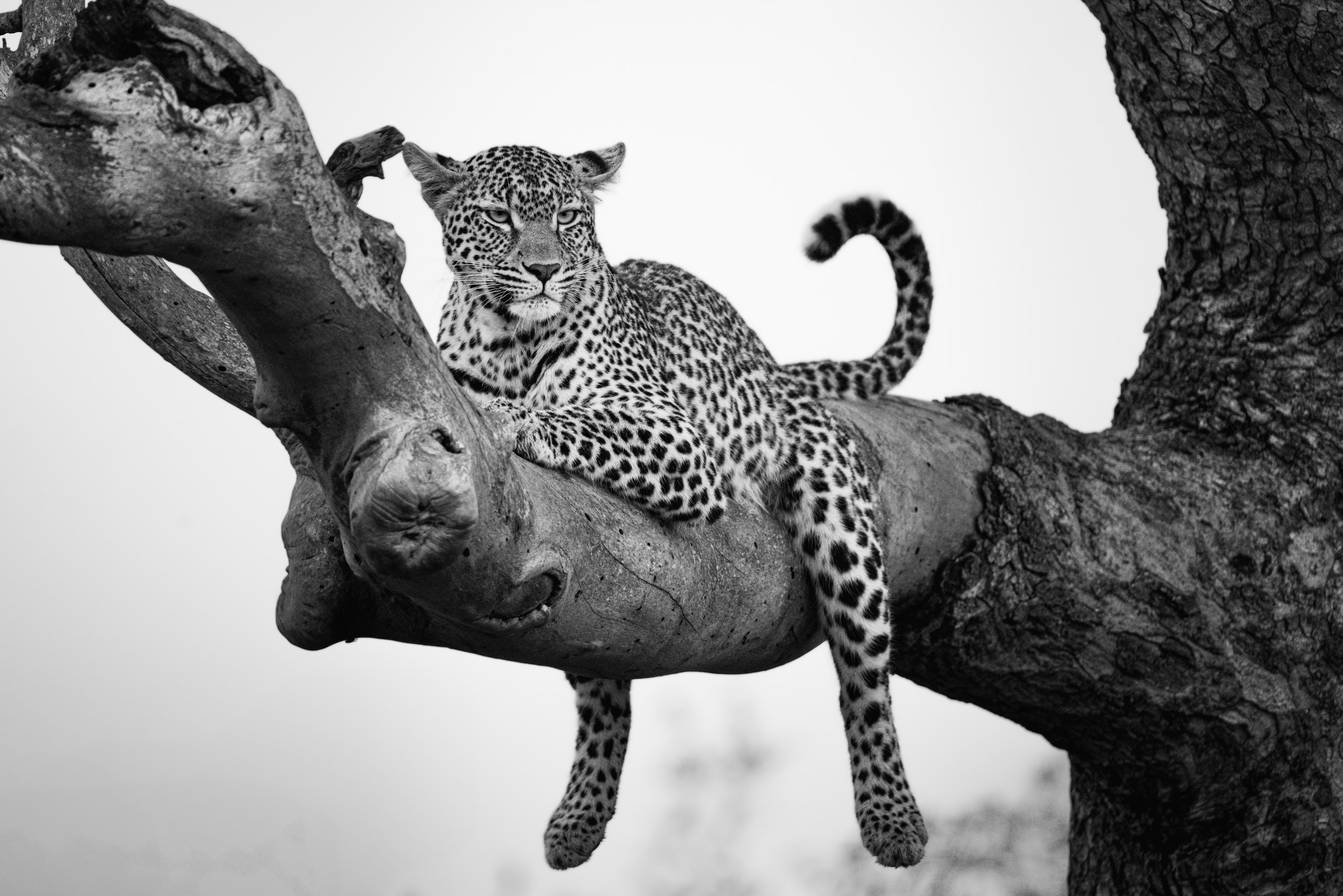 Leopard in tree
