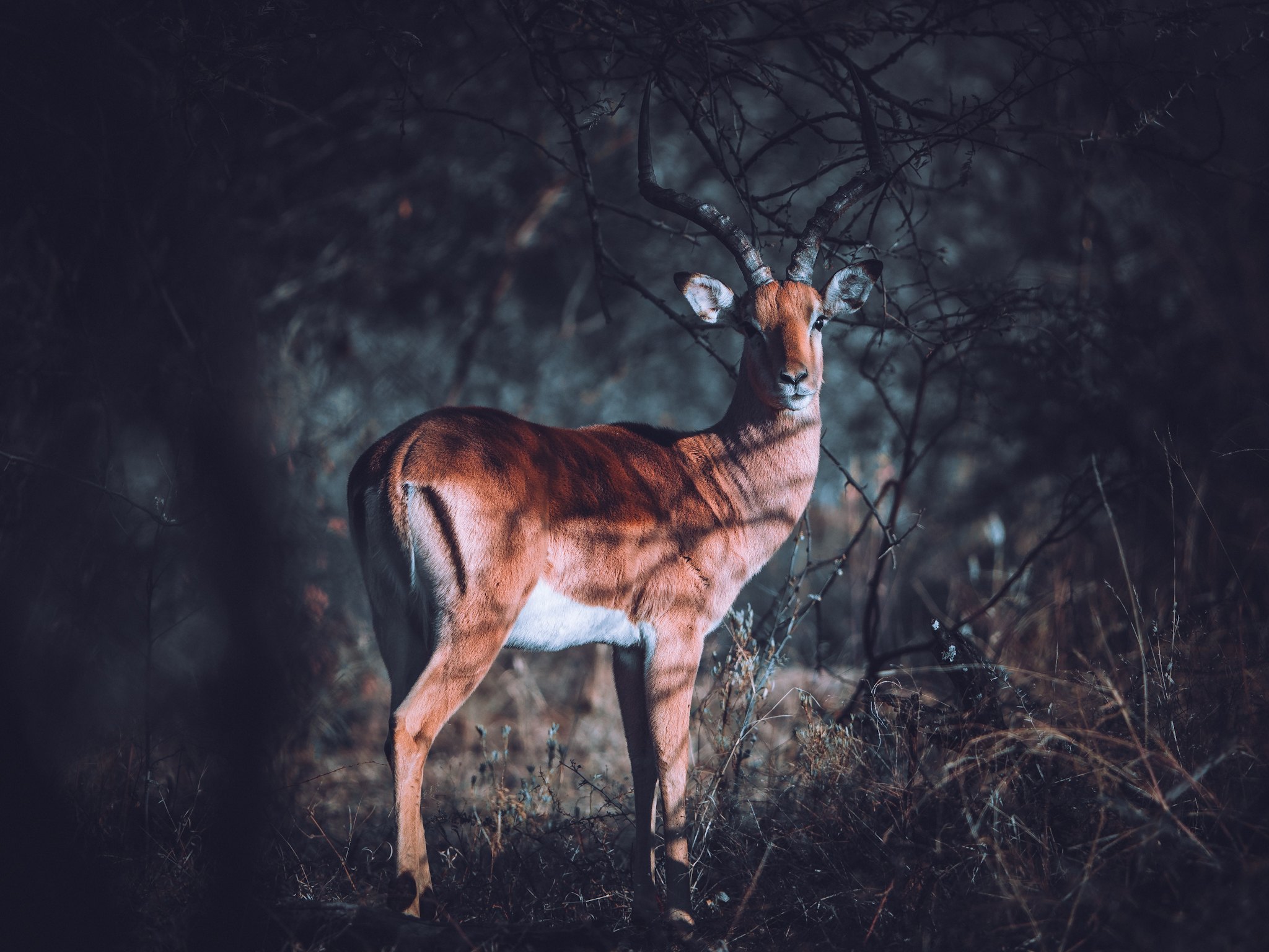 Antelope
