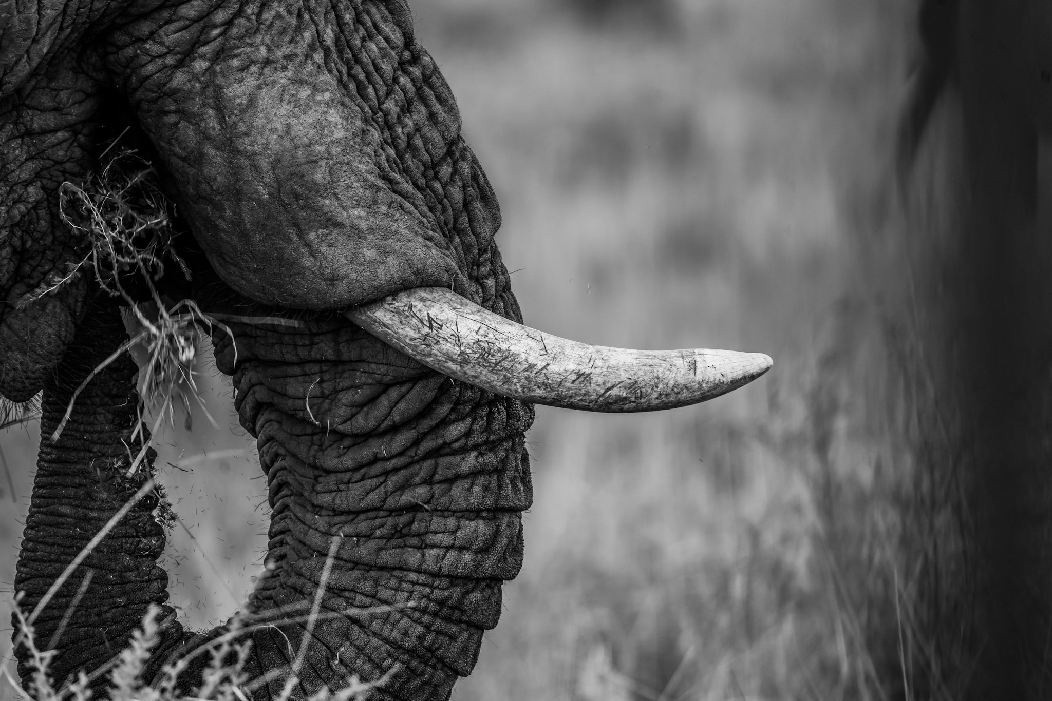 Elephant detail