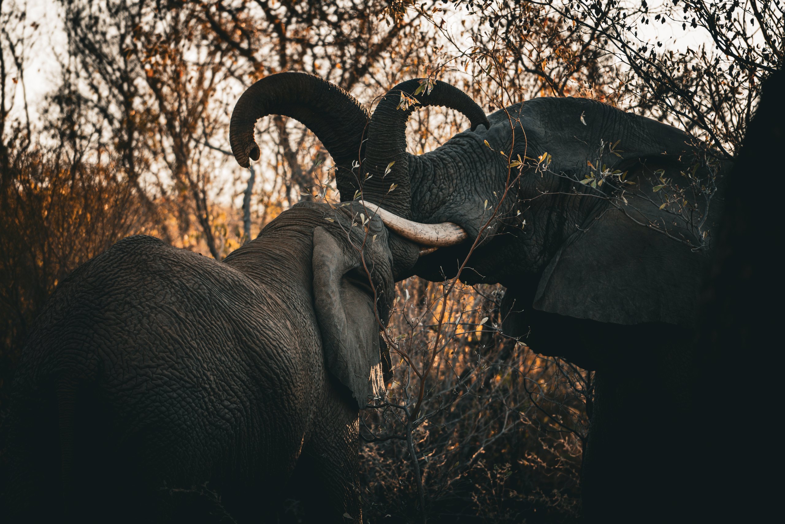Elephants touching